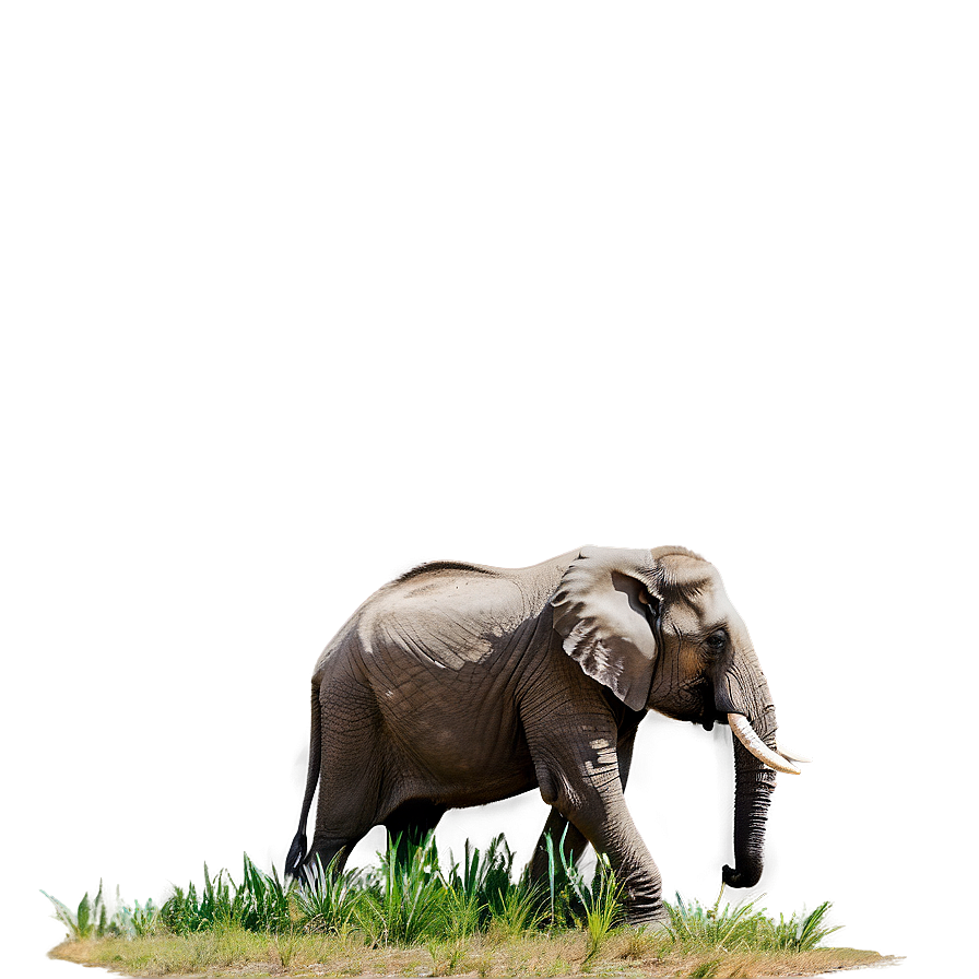 Elephant In Nature Background Png 05032024 PNG Image