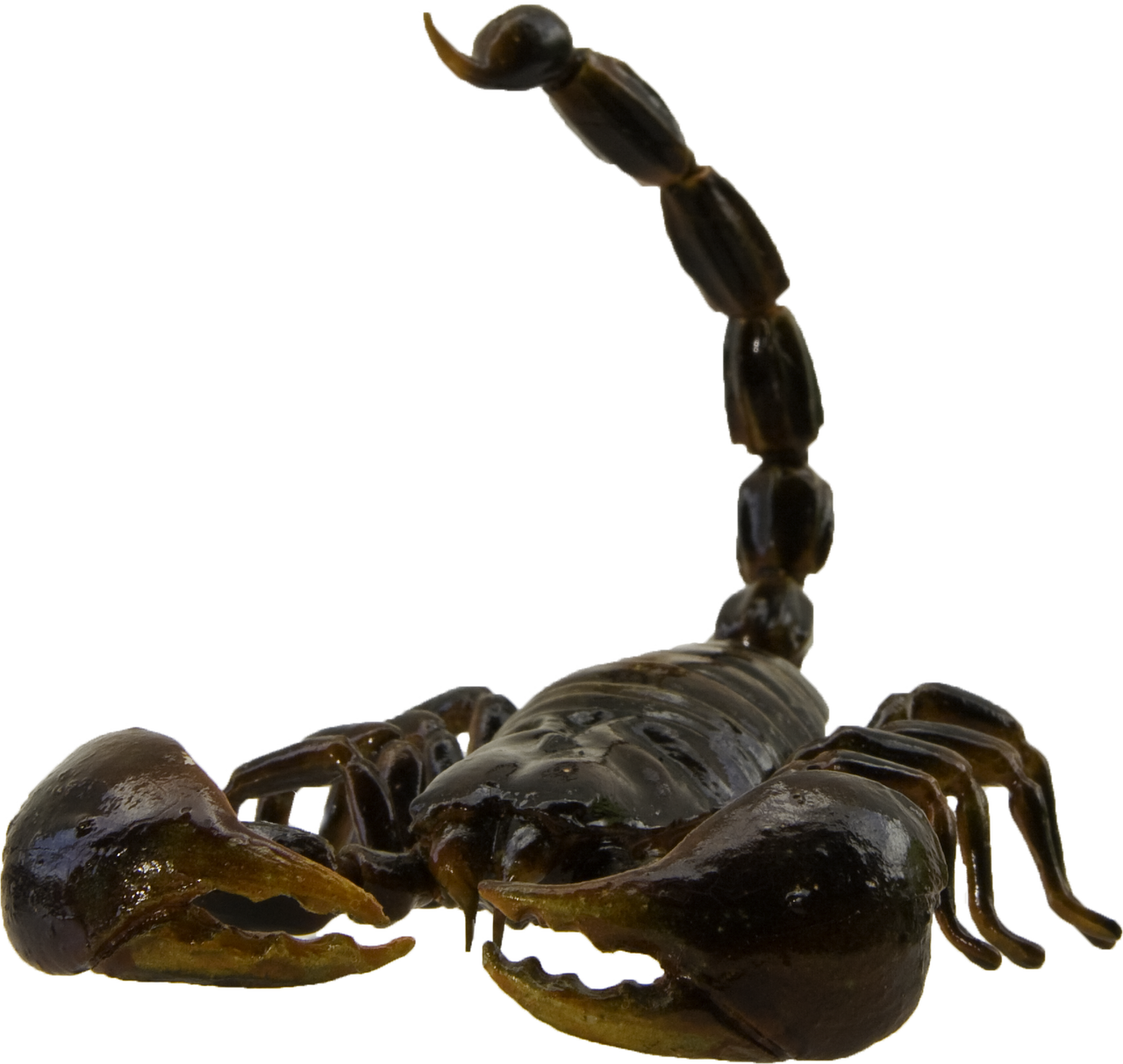 Elevated Scorpion Tail PNG Image