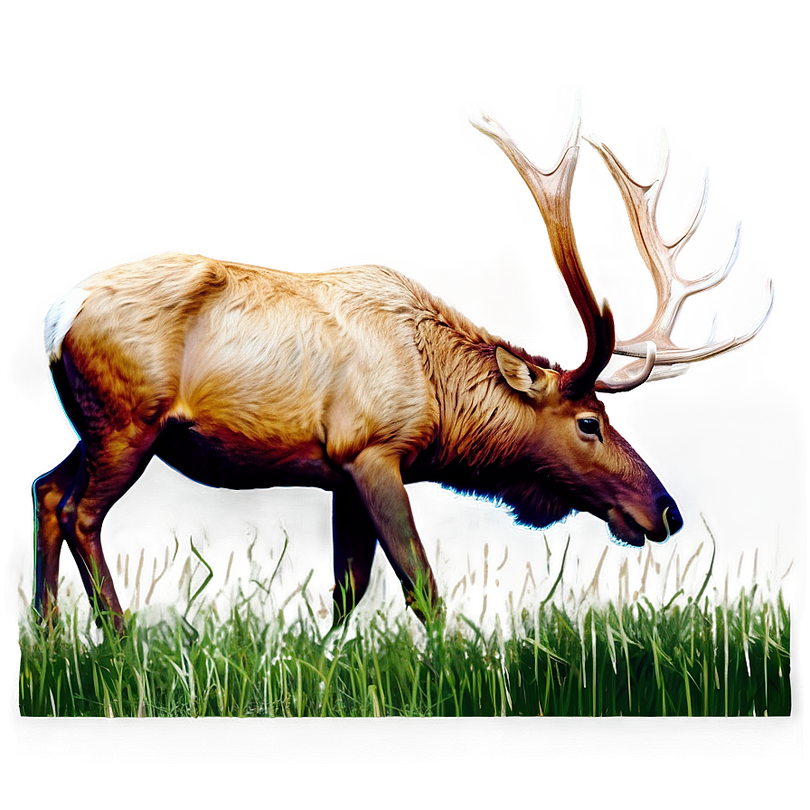 Elk Grazing Png 24 PNG Image