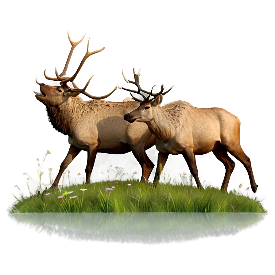 Elk Grazing Png 74 PNG Image