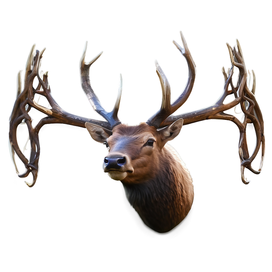 Elk Head Png 05242024 PNG Image