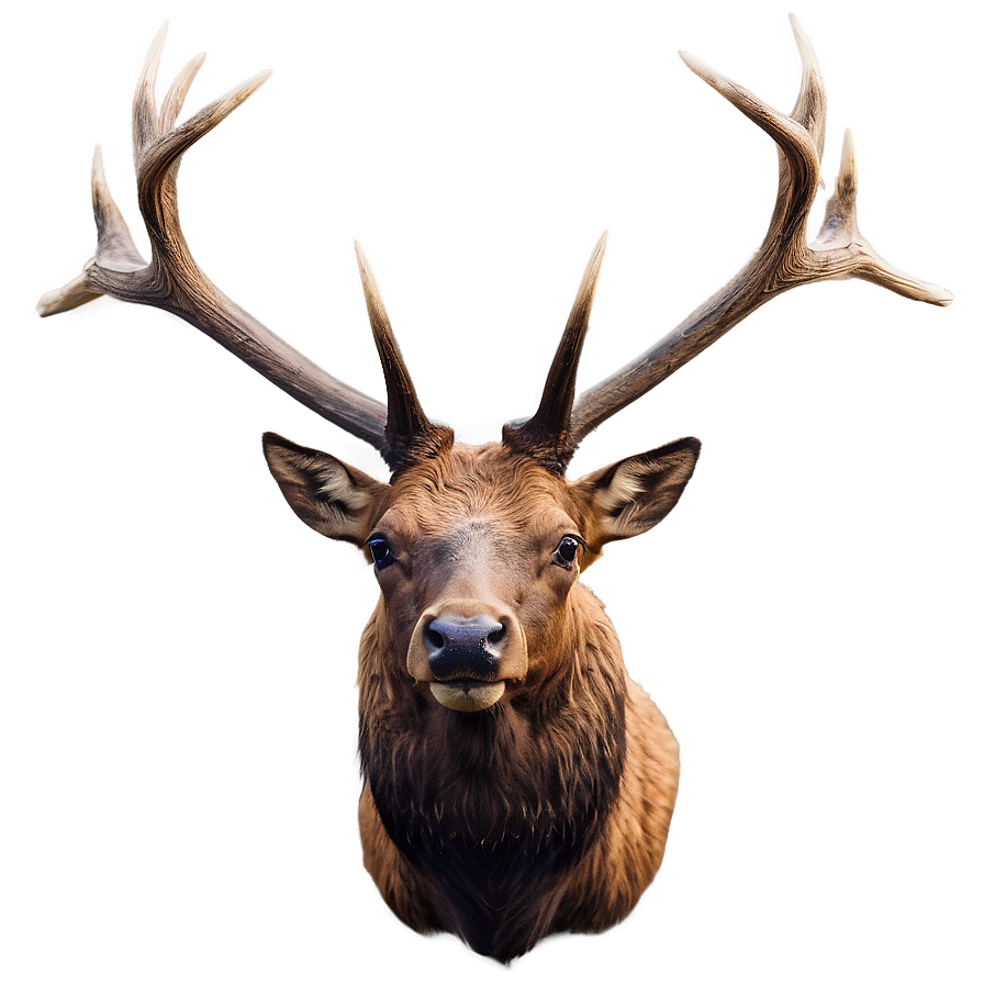 Elk Head Png 32 PNG Image