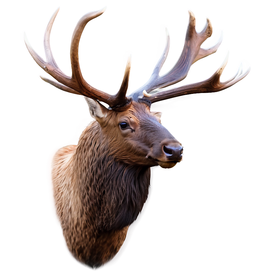 Elk Head Png Yys PNG Image