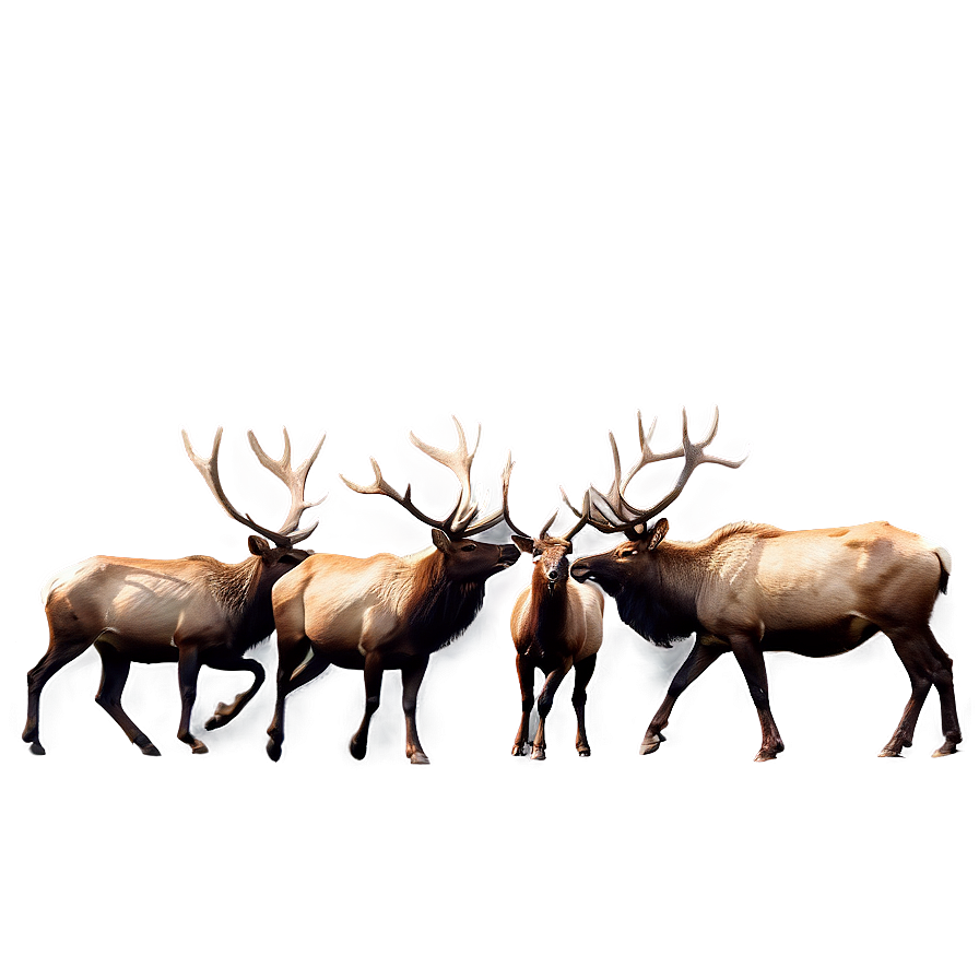 Elk Herd Png 05242024 PNG Image