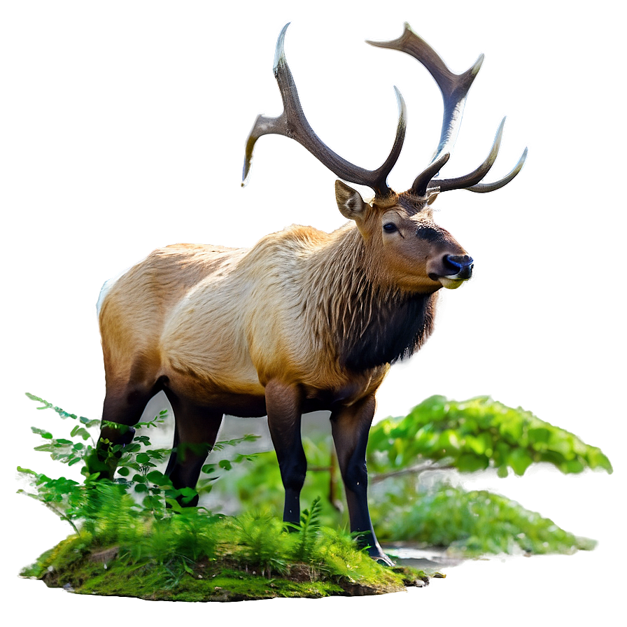 Elk In Forest Png 05242024 PNG Image