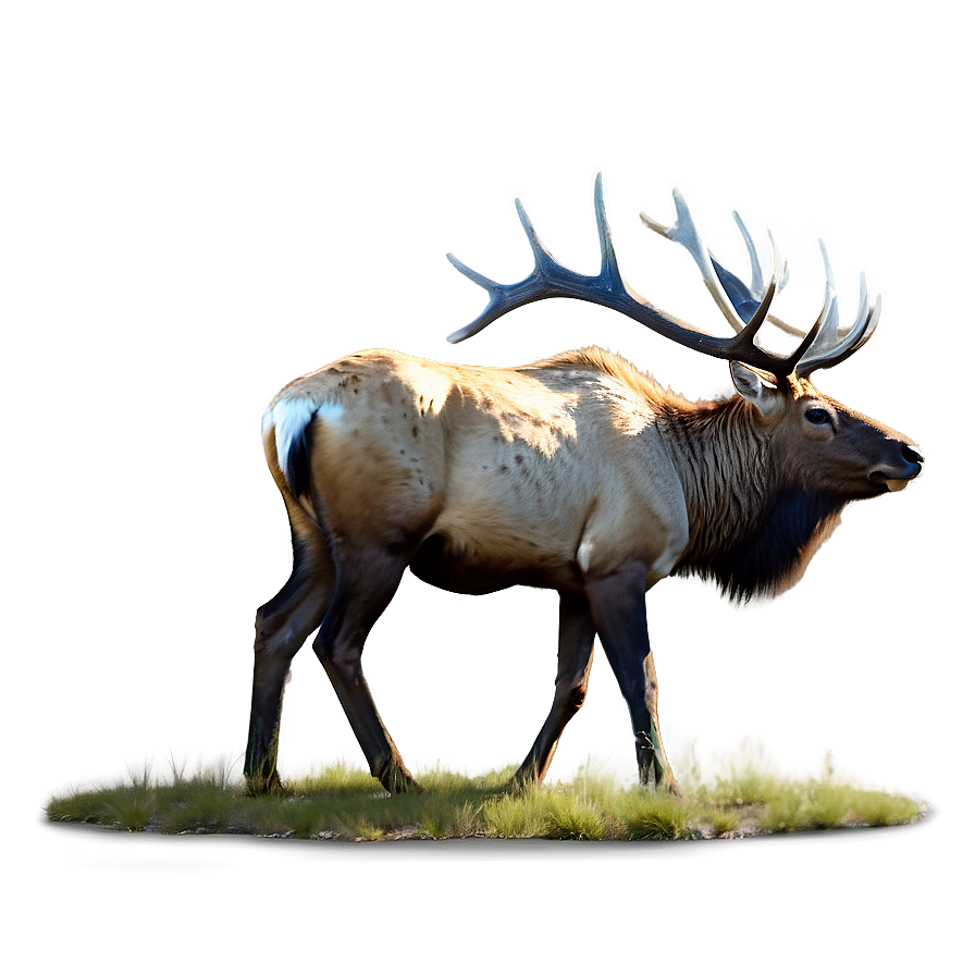 Elk In Forest Png Syh PNG Image