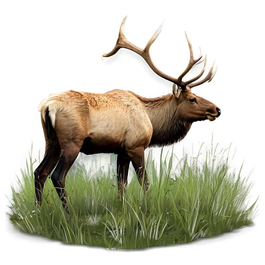 Elk In Grassland Png 05242024 PNG Image