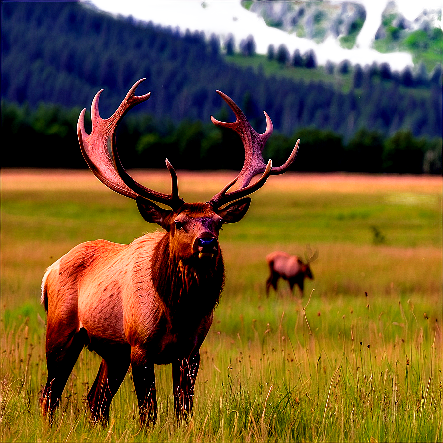 Elk In Meadow Png 05242024 PNG Image