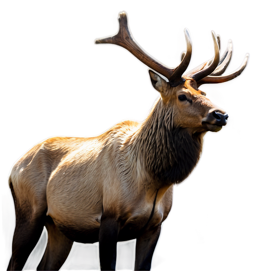 Elk In Mountains Png Vpf PNG Image