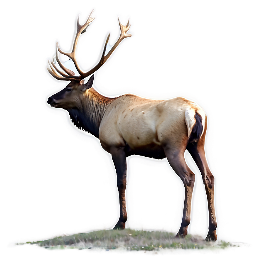 Elk In Nature Png 15 PNG Image