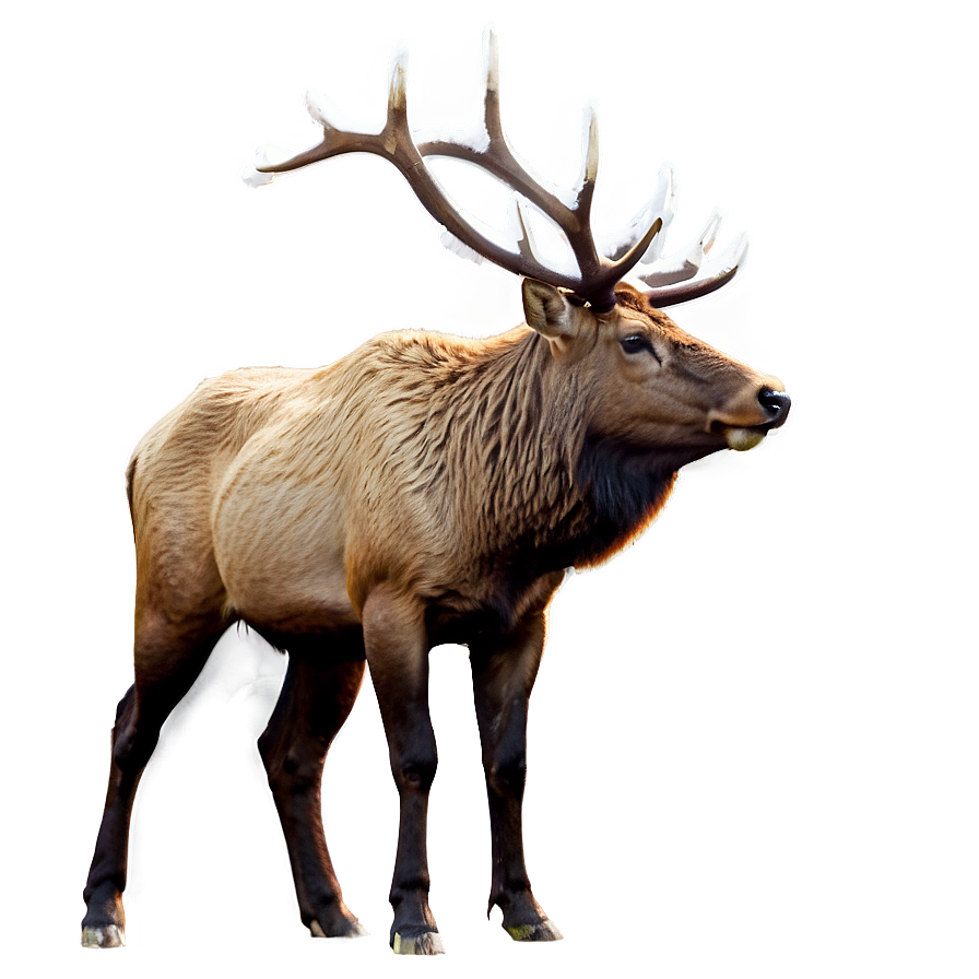 Elk In Snow Png Owy PNG Image