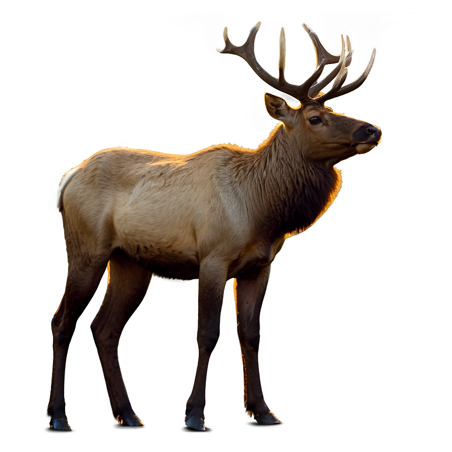 Elk In Sunrise Png 48 PNG Image