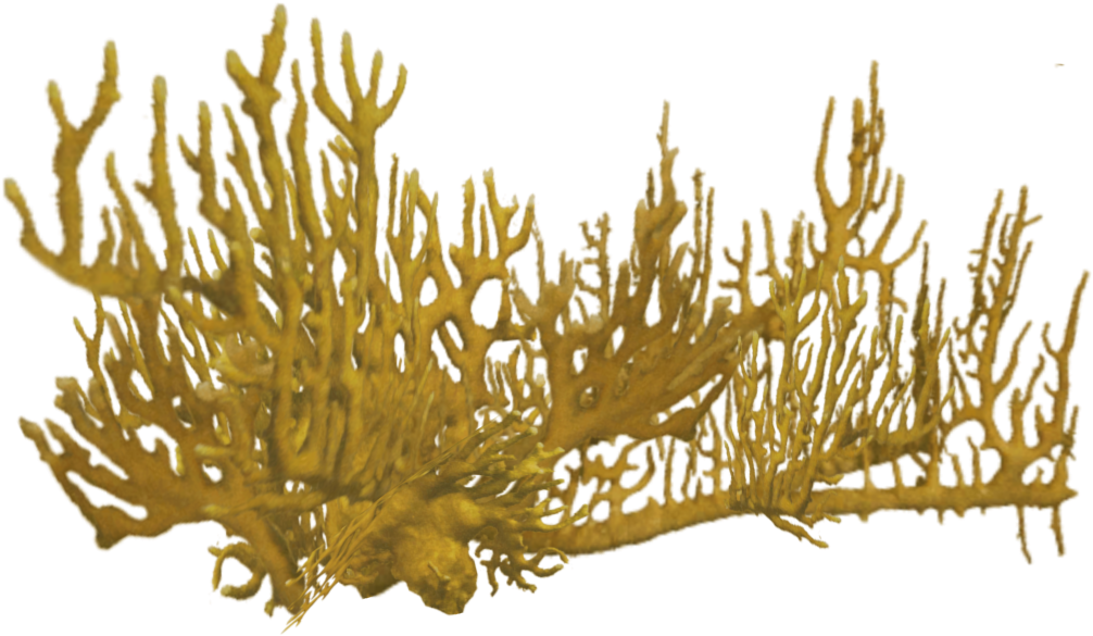 Elkhorn Coral Structure PNG Image