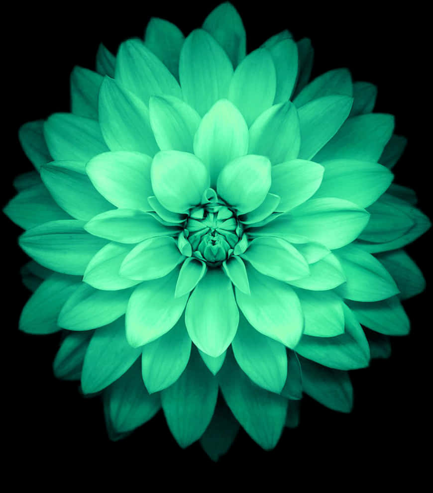 Emerald Dahlia Bloom PNG Image