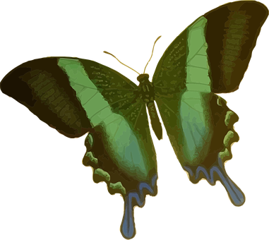 Emerald Green Butterfly Illustration PNG Image