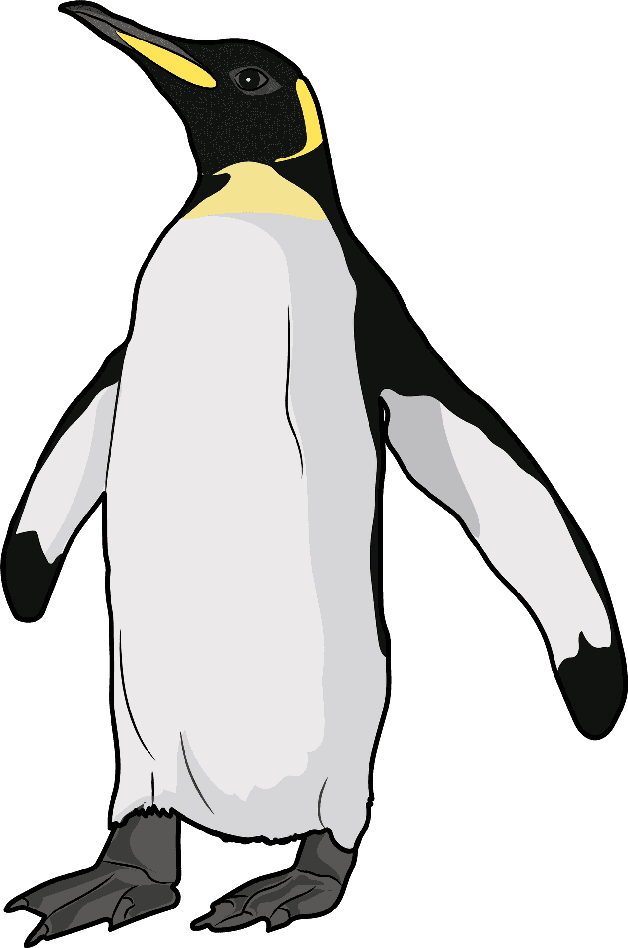 Emperor Penguin Illustration PNG Image