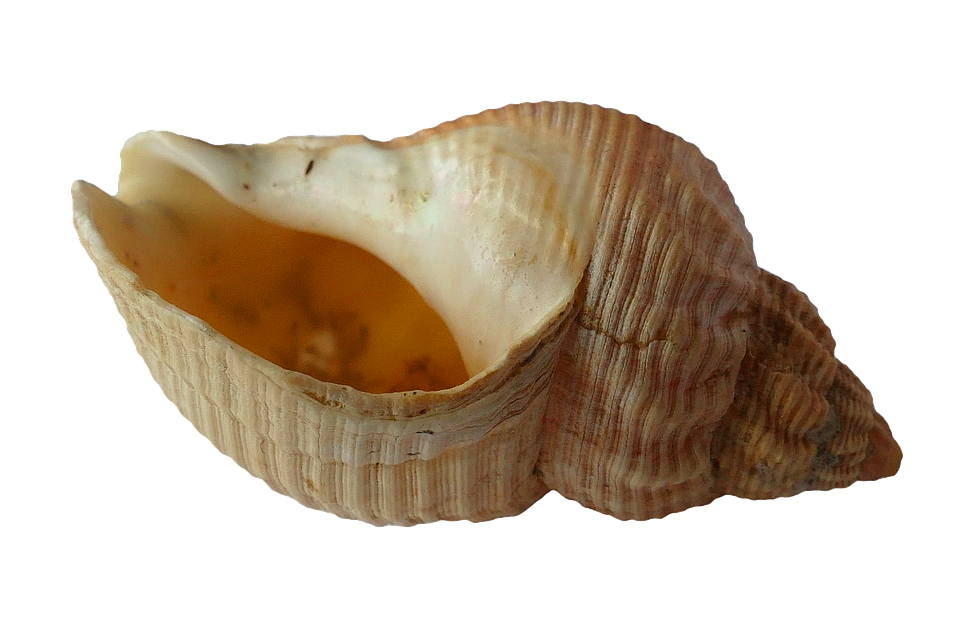 Empty Sea Shellon Transparent Background PNG Image