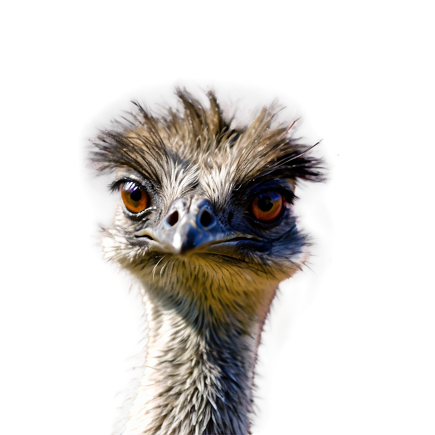 Emu Close-up Png 06252024 PNG Image