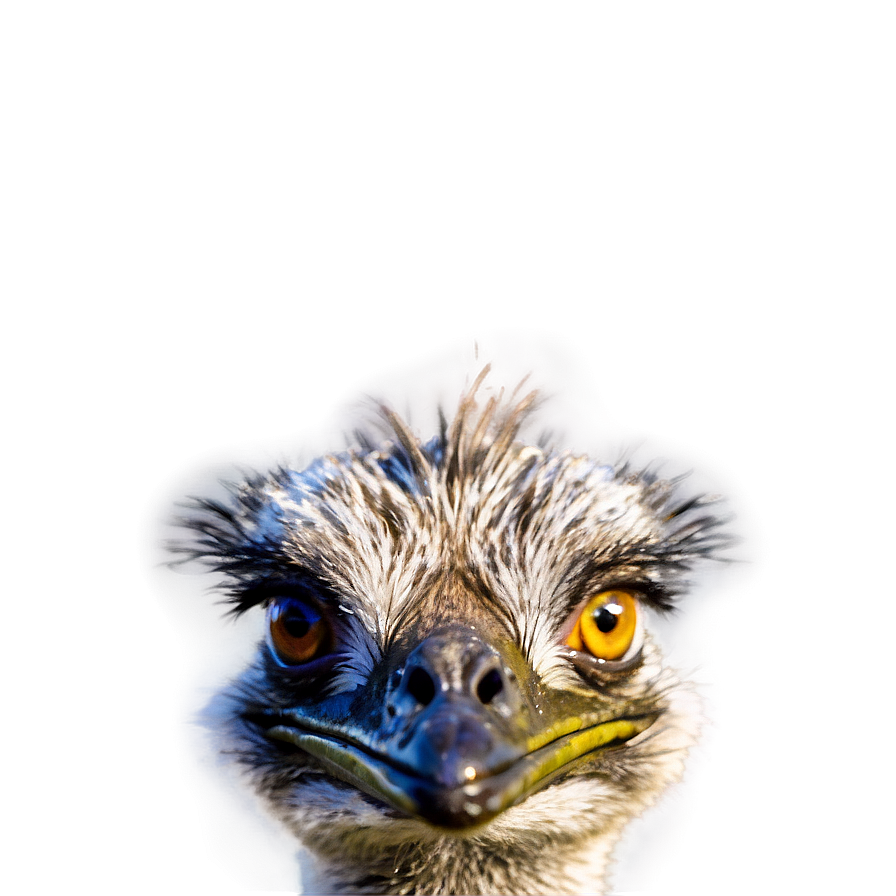 Emu Close-up Png Vrs30 PNG Image