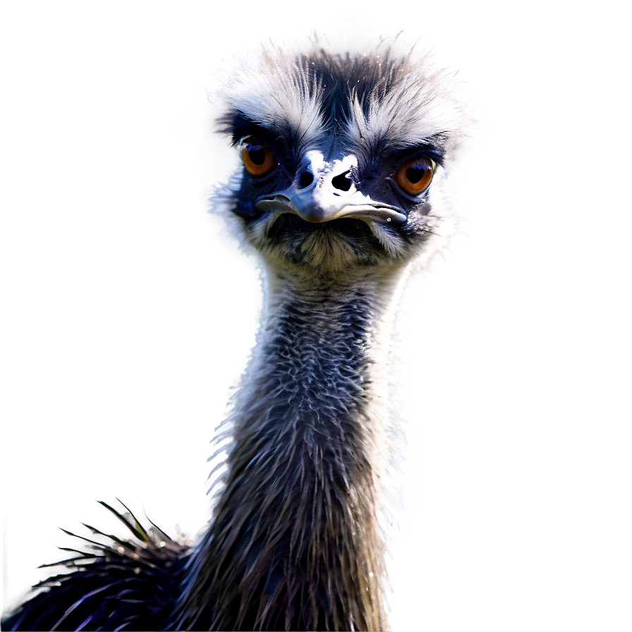 Emu In Habitat Png Edk PNG Image