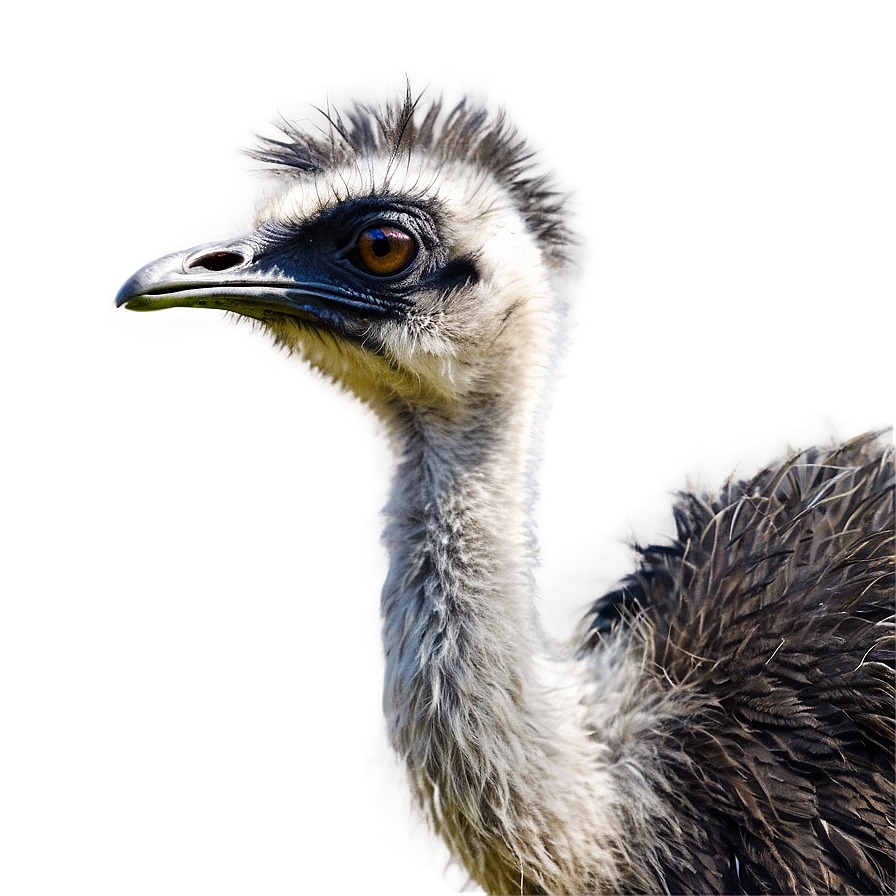 Emu On Farm Png Bsf10 PNG Image