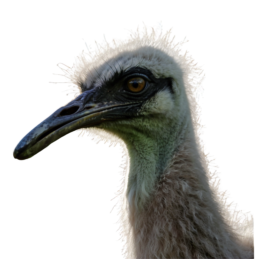 Emu On Farm Png Hqn57 PNG Image