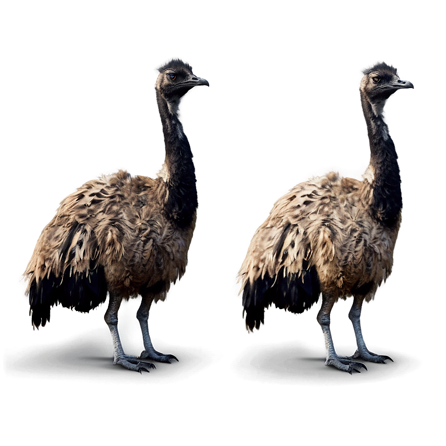 Emu Pair Png Iom PNG Image