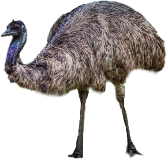 Emu Standing Profile PNG Image