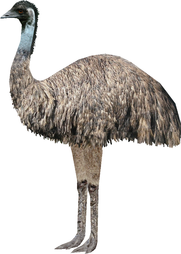 Emu Standing Profile PNG Image