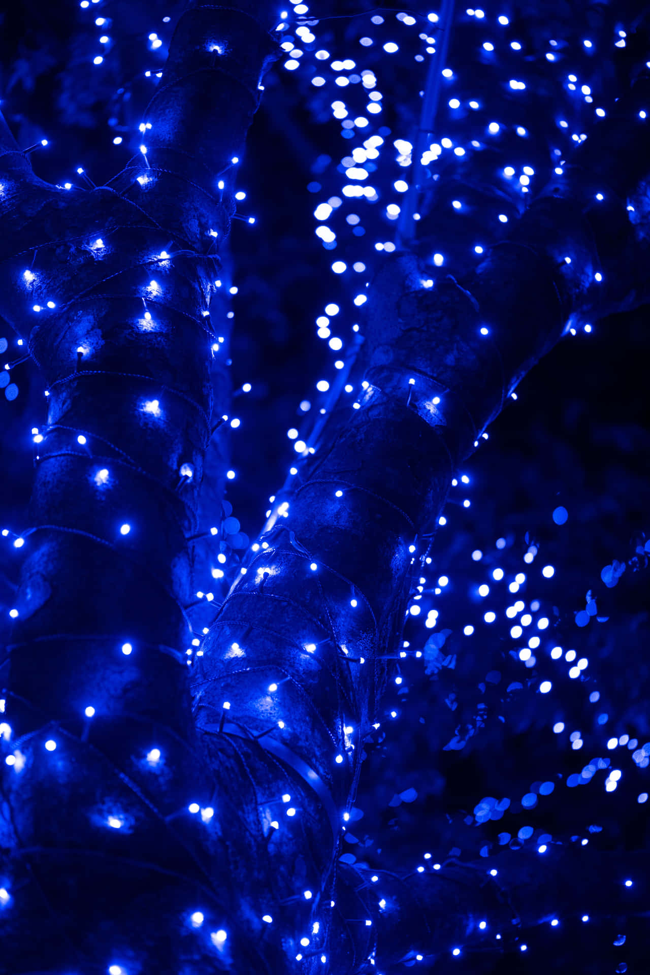 Enchanted Blue Lights Tree PNG Image