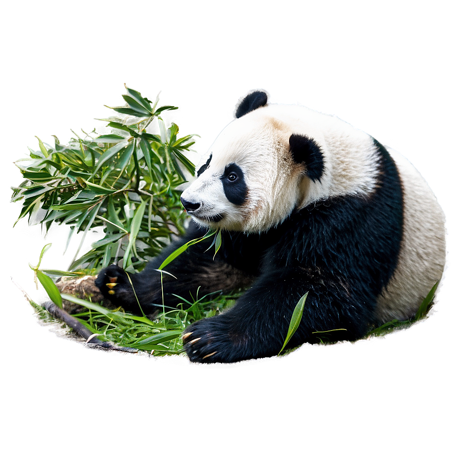 Endangered Species Panda Png 88 PNG Image