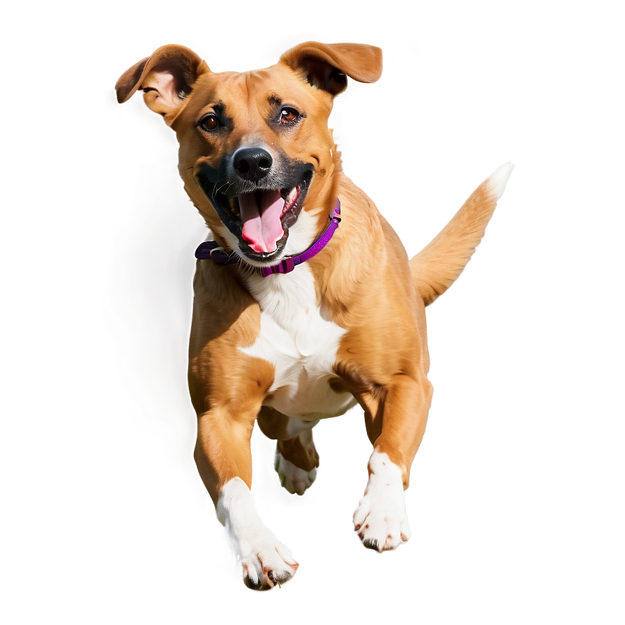 Energetic Dog Running Png Ixo PNG Image