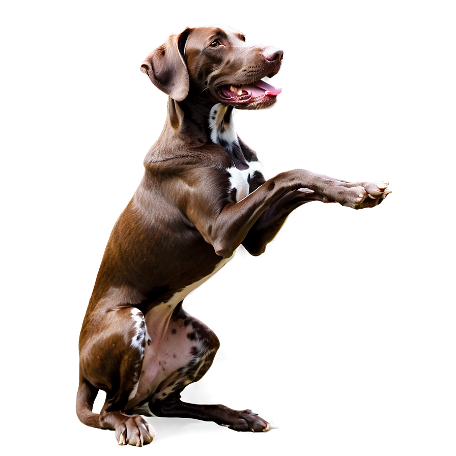 Energetic German Shorthaired Pointer Png 06292024 PNG Image