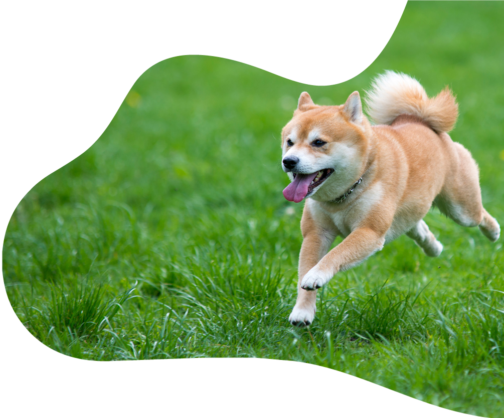 Energetic Shiba Inu Running Grass PNG Image