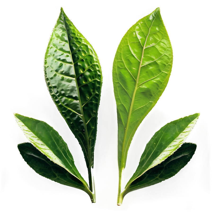 English Breakfast Tea Leaf Png Vra PNG Image