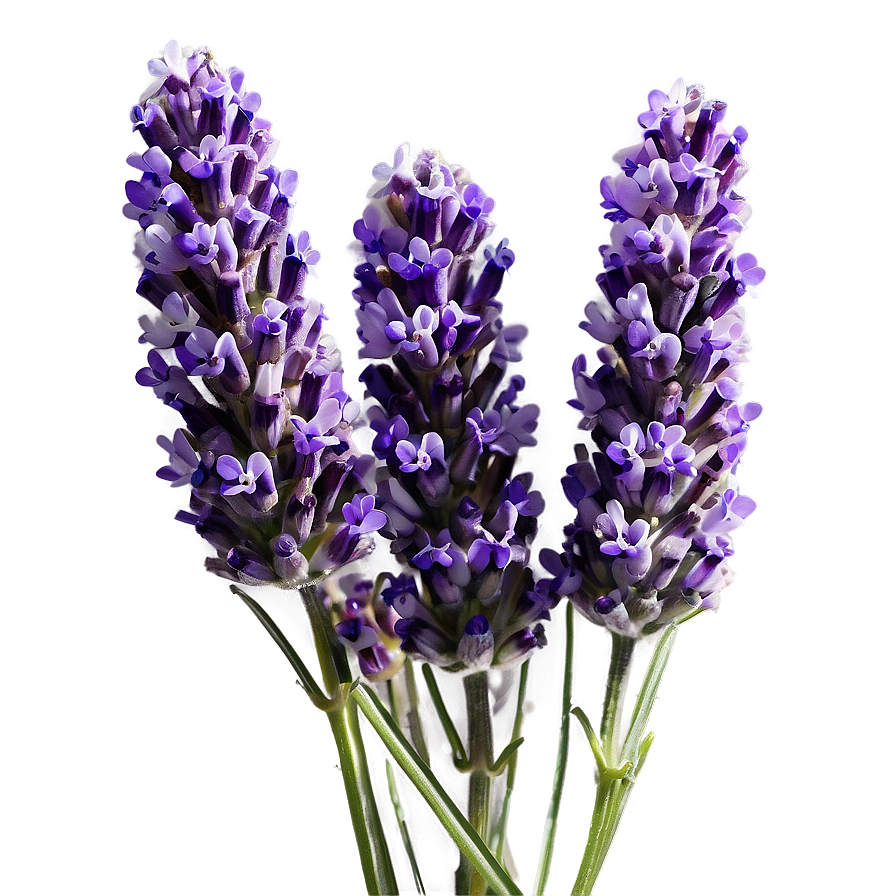 English Lavender Png 6 PNG Image