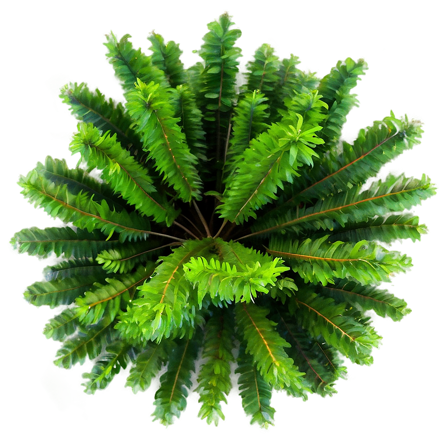 Environmental Tree Top View Png Sco PNG Image