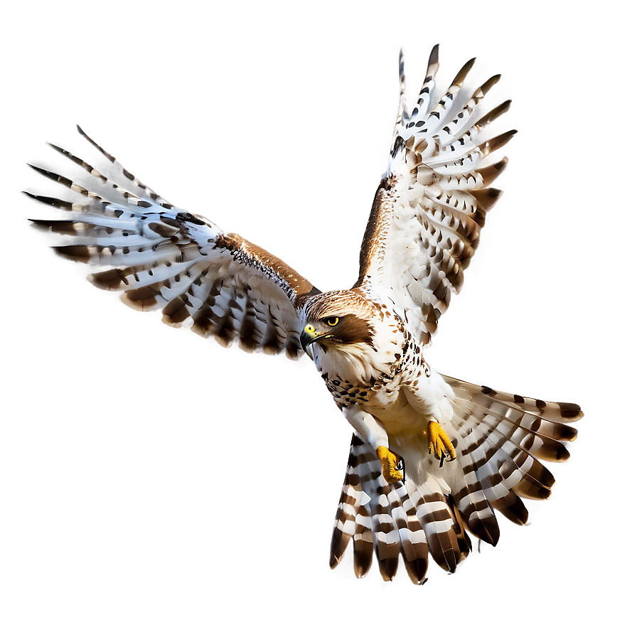 Ethereal Hawk In Flight Png 06122024 PNG Image