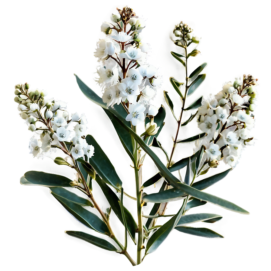 Eucalyptus Baby Breath Png Tyq PNG Image