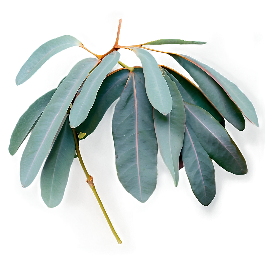 Eucalyptus Branch Flatlay Png Yku PNG Image