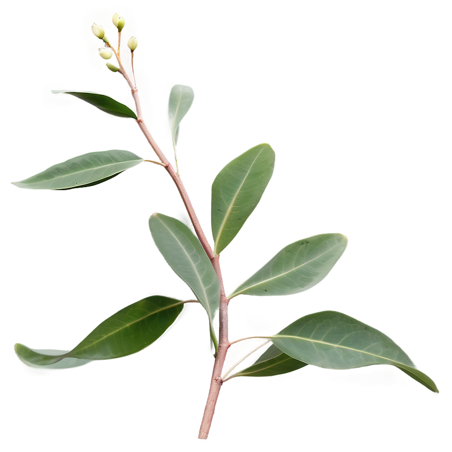 Eucalyptus Branch On White Png 05242024 PNG Image