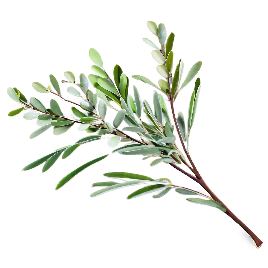 Eucalyptus Branch Png Qig PNG Image