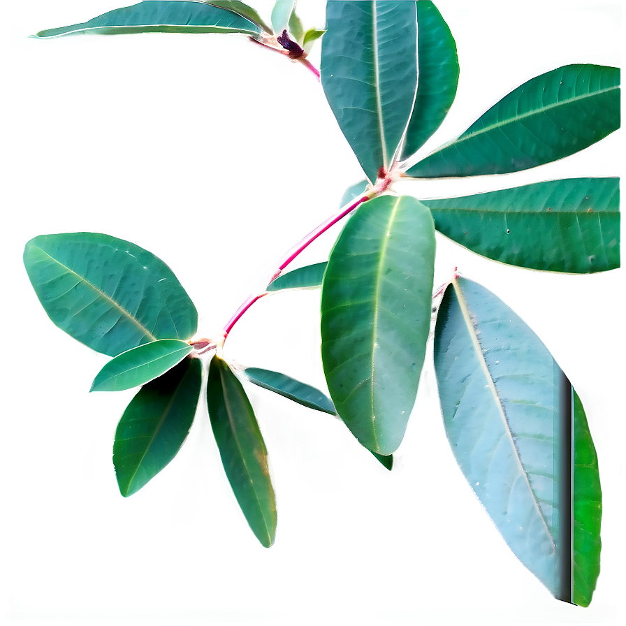 Eucalyptus Herbal Tea Png Cye PNG Image