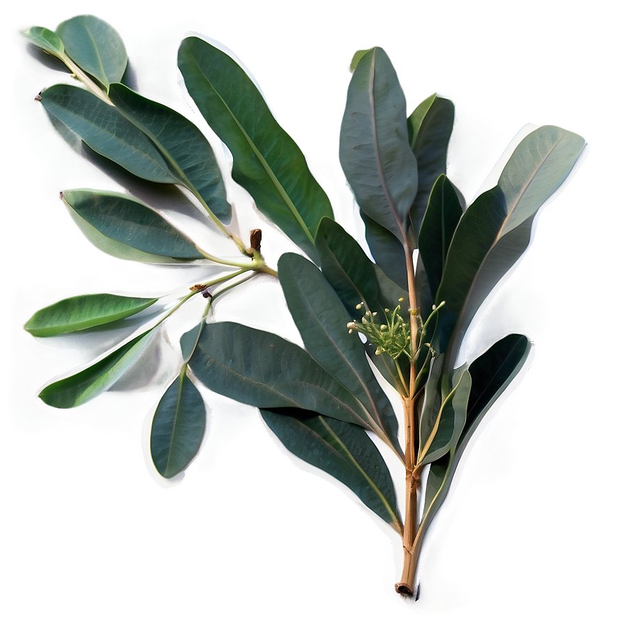 Eucalyptus Herbal Tea Png Hyr PNG Image