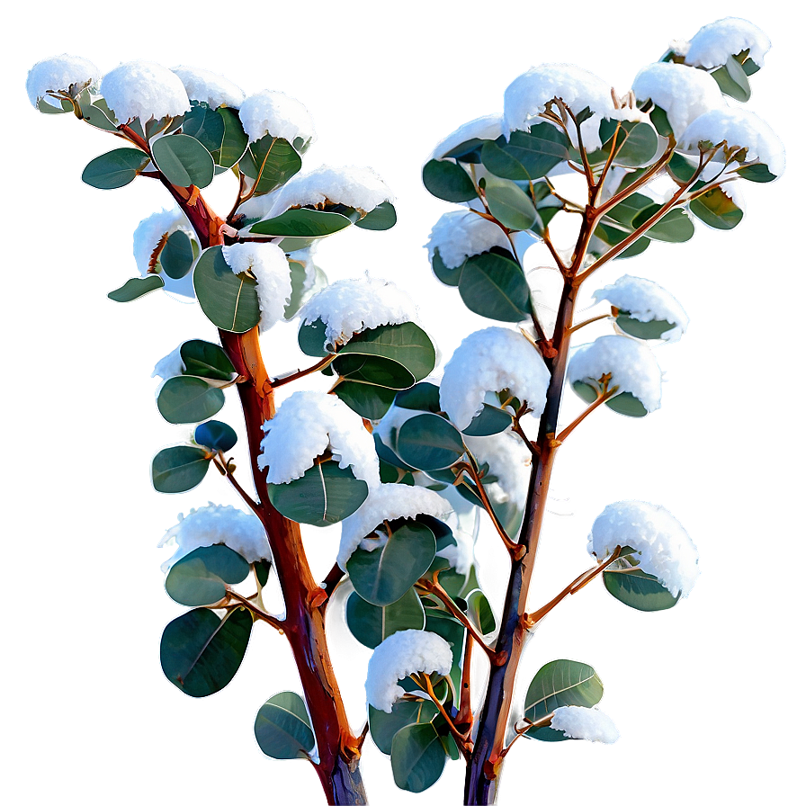 Eucalyptus In Snow Png Chp41 PNG Image