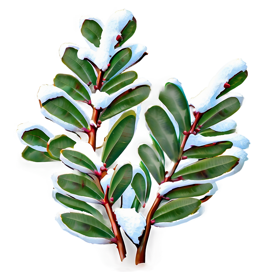 Eucalyptus In Snow Png Ktn PNG Image