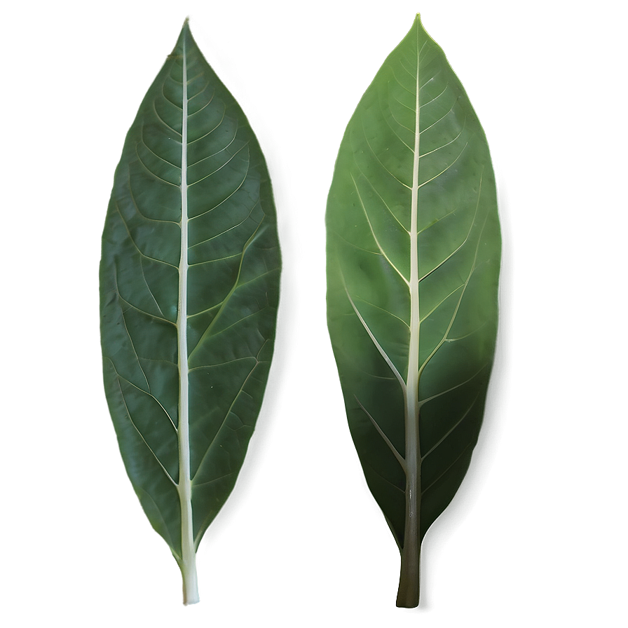 Eucalyptus Leaf Veins Png Mvt PNG Image