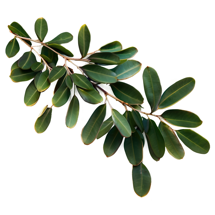 Eucalyptus Leaves Border Png 50 PNG Image