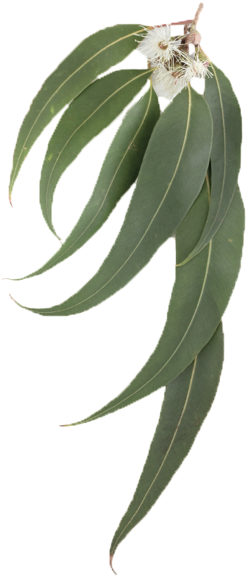 Eucalyptus Leaves Branch Flowers PNG Image