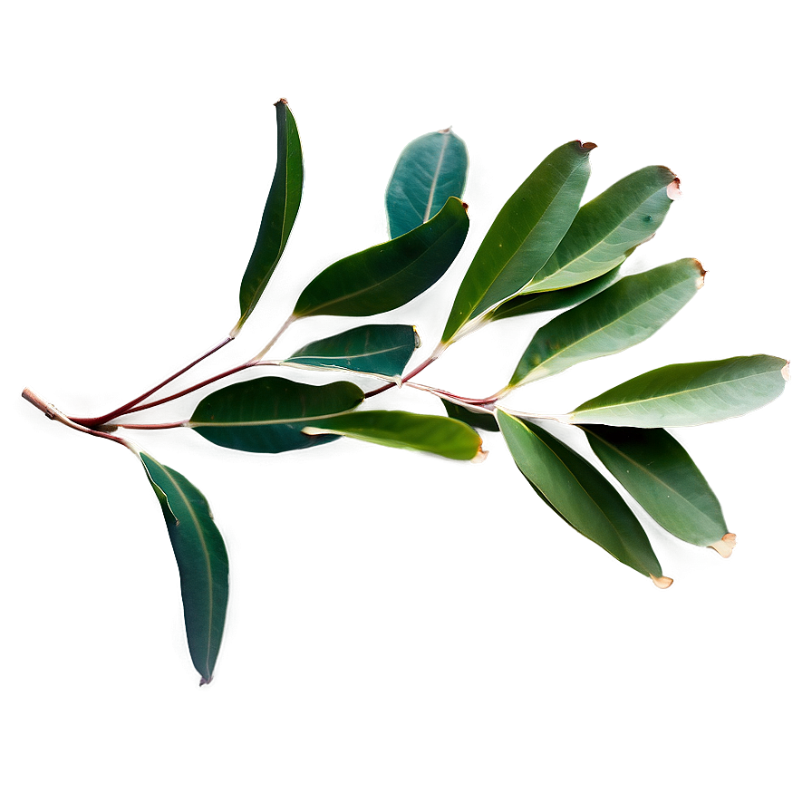 Eucalyptus Leaves C PNG Image